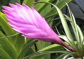 Air plant,Blue flowered torch
